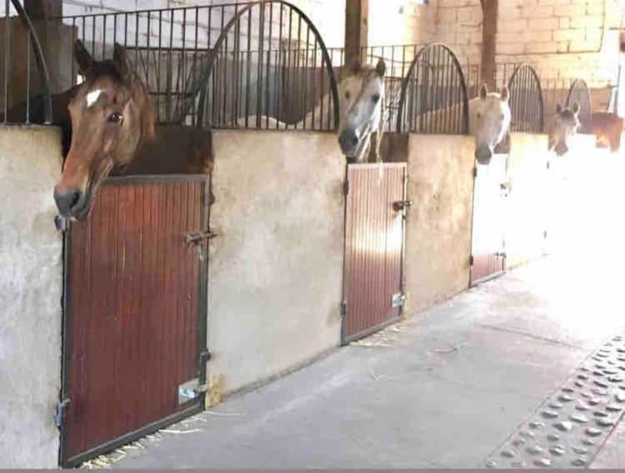 Appartamento Insolite Au Coeur D'une Ecurie Arles